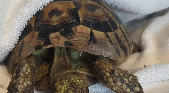 Miracle Escape: Tortoise Survives Glass Crusher Ordeal at Recycling Plant