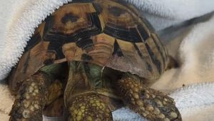 Miracle Escape: Tortoise Survives Glass Crusher Ordeal at Recycling Plant