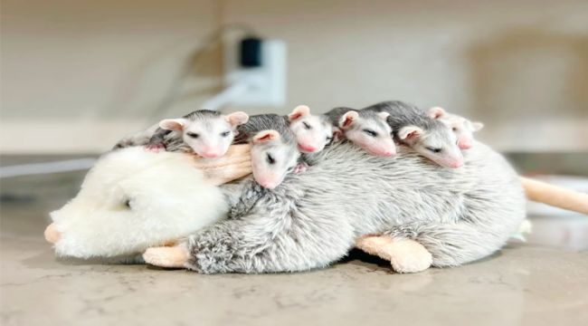 Miracle Opossum Babies Thrive With the Help of a Plush Mom