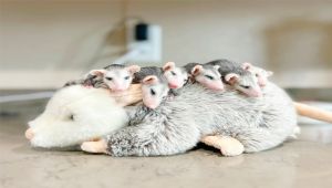 Miracle Opossum Babies Thrive With the Help of a Plush Mom