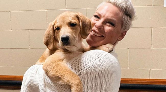 Pop Icon Pink Takes Shelter Pup on Tour to Find Him a Loving Home