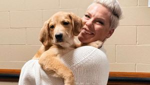 Pop Icon Pink Takes Shelter Pup on Tour to Find Him a Loving Home