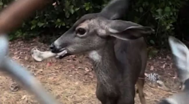 Rescuers Working to Save Deer with Large Bone Stuck in Her Mouth Near Hollywood Reservoir