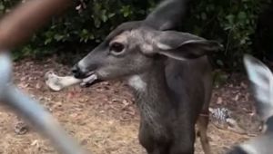 Rescuers Working to Save Deer with Large Bone Stuck in Her Mouth Near Hollywood Reservoir