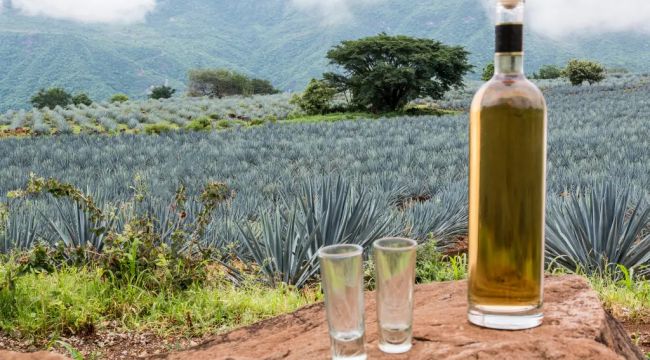 Tequila: The Healthiest Alcohol Choice? A Doctor Weighs In