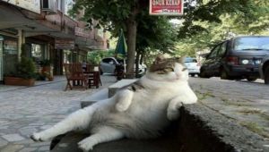 Tombili, the Iconic Cat Memorialized with a Statue in Its Favorite Resting Spot