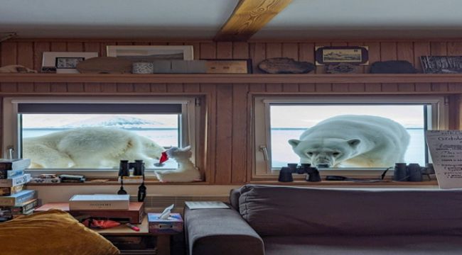 Unexpected Polar Bear Visitors Surprise Arctic Researchers During Breakfast