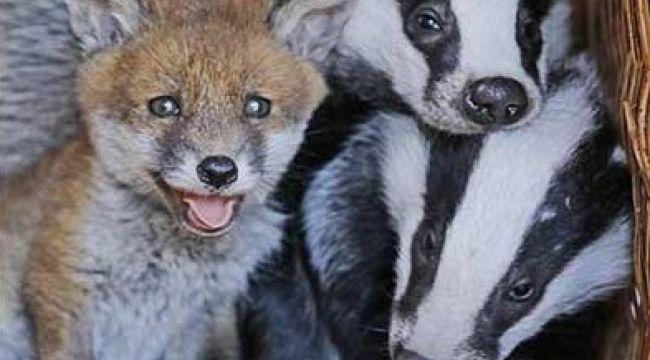 Unlikely Friendship Blossoms Between Phoebe the Fox Cub and Two Orphaned Badgers