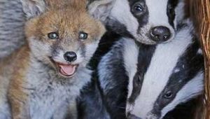 Unlikely Friendship Blossoms Between Phoebe the Fox Cub and Two Orphaned Badgers