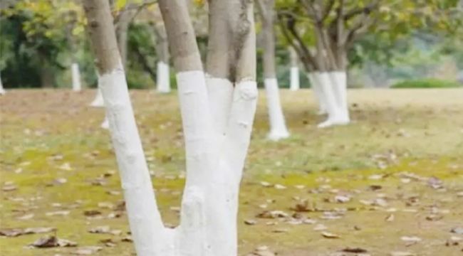 Why People Paint Tree Trunks White: Protection and Purpose