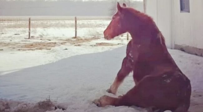 For almost ten long years, a senior horse named Gidget knew only solitude.