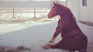 For almost ten long years, a senior horse named Gidget knew only solitude.