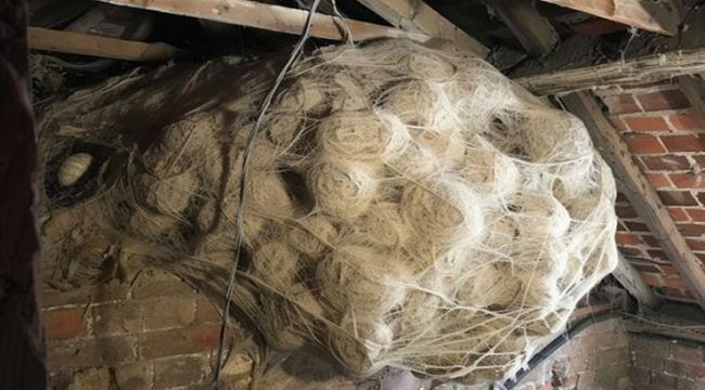 Man Discovers Mysterious Nest in Attic – Shocked to Find What’s Hidden Inside