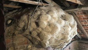 Man Discovers Mysterious Nest in Attic – Shocked to Find What’s Hidden Inside