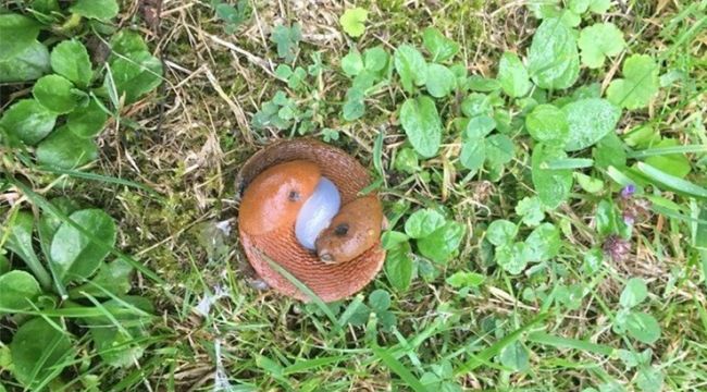 Nature’s Hidden Wonders Revealed: The Internet Uncovers the Secrets of Red Slug Mating