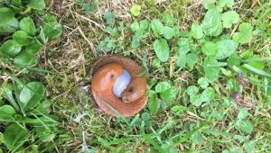 Nature’s Hidden Wonders Revealed: The Internet Uncovers the Secrets of Red Slug Mating