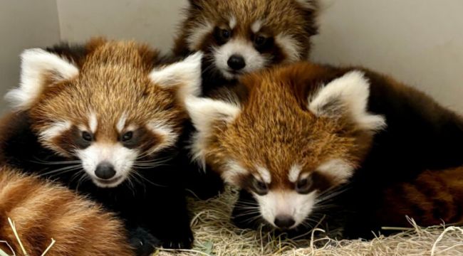 New Hope for Red Pandas: Rare Triplets Born at Lincoln Children’s Zoo