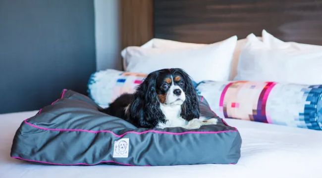 Soothe Your Election Day Jitters with Puppy-Cuddling Events Across U.S. Aloft Hotels