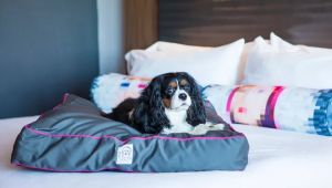 Soothe Your Election Day Jitters with Puppy-Cuddling Events Across U.S. Aloft Hotels